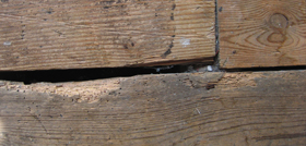 woodworm affected timbers